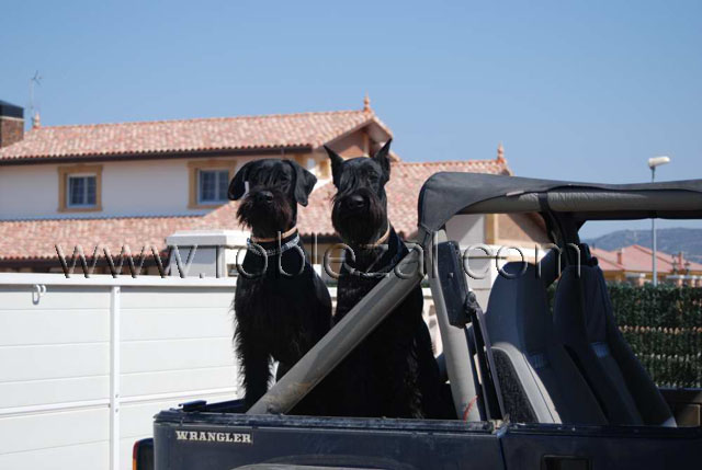Adiestramiento canino a domicilio